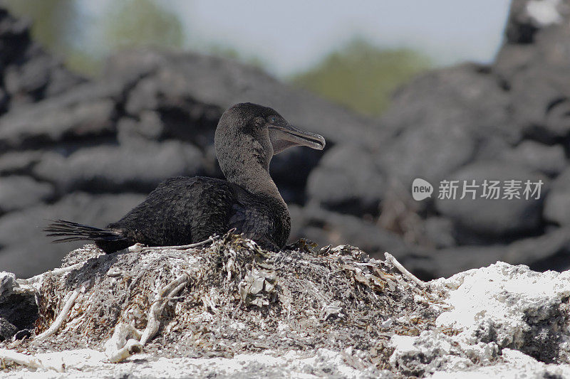 不能飞的鸬鹚(Phalacrocorax harrisi)巢，彭塔莫雷诺，伊莎贝拉岛，加拉帕戈斯群岛